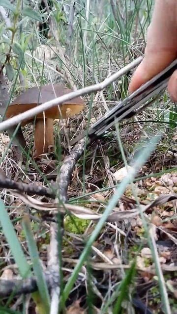 funghi di cisto смотреть онлайн