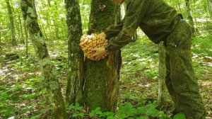 Опята. Опенок ссыхающийся. Летние опята. грибы пошли #тихаяохота #опята #грибы #mushrooms #moments