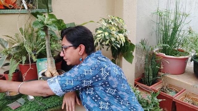 Trichoderma Fungicide magic #trichoderma #fungicide #gardening смотреть онлайн