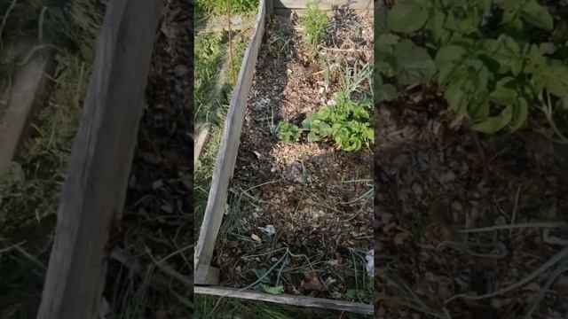 разочарование века