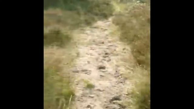 Прогулка по лесу поиск грибов смотреть онлайн