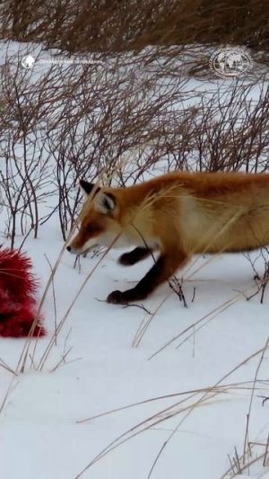 🦊 Нахал потерялся! Автор: Оренбургский заповедник #природа #животные #интересныеистории #shorts