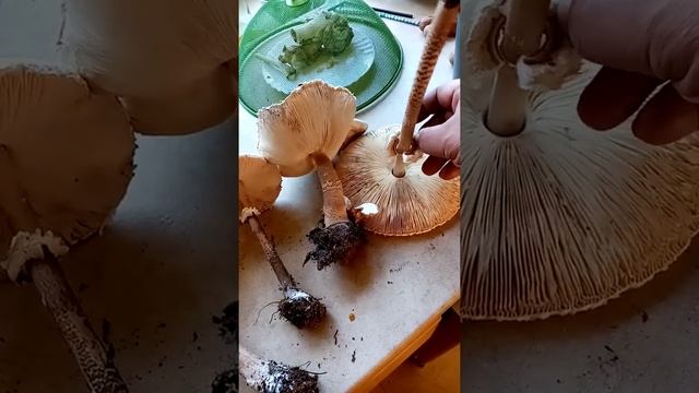 Грибной день смотреть онлайн