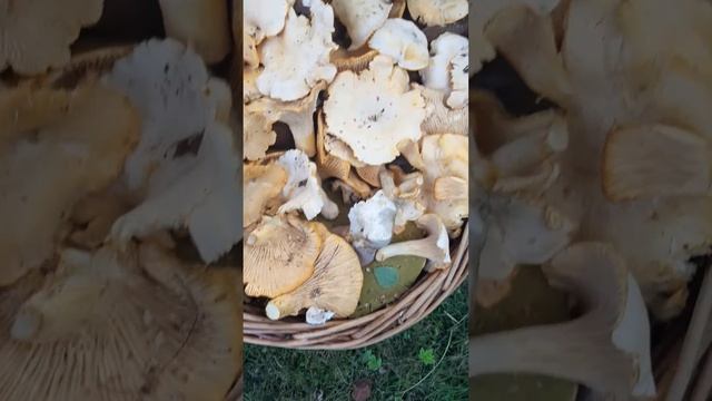 ЛИСИЧКИ-СЕСТРИЧКИ. 06.08.2023г смотреть онлайн