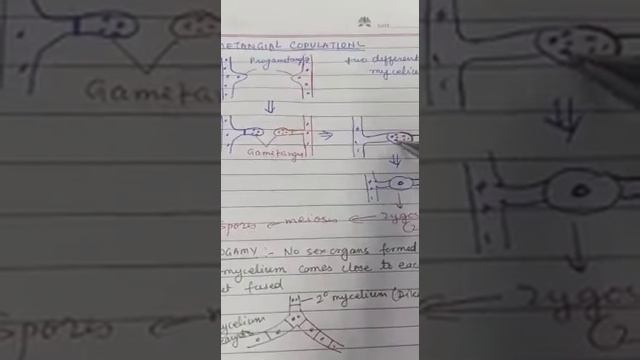 Suraj School Rewari Biological classification kingdom fungi phycomycetes class11 biology
