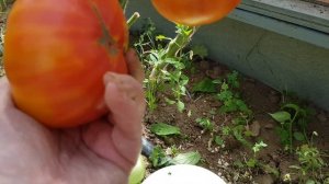 Томат Розелла 13,08,23