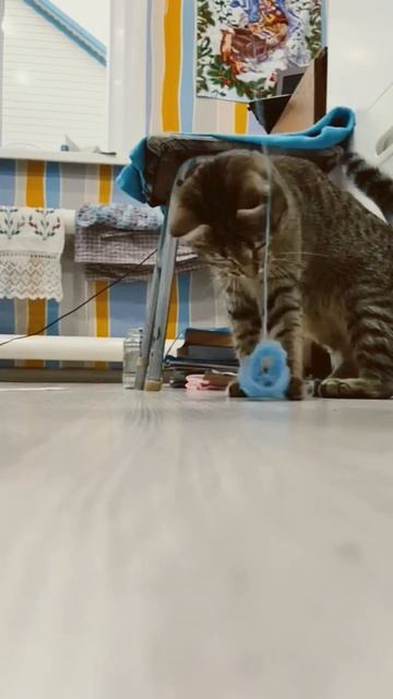 #кошка #кошки #музыка #домашниеживотные #котенок #любимыйпитомец #симба #хочуврек