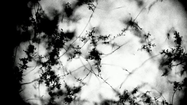 Beauveria bassiana Боверия Бассиана 17 01 2021 2 смотреть онлайн