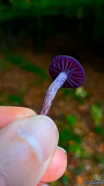 Amethyst deceiver - an edible mushroom you might not have heard about смотреть онлайн