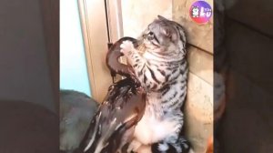 коты и кошки против уток