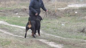 Мощь ротвейлера!