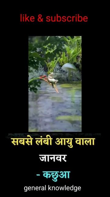 frog 🐸#gk #viral #shortsvideo