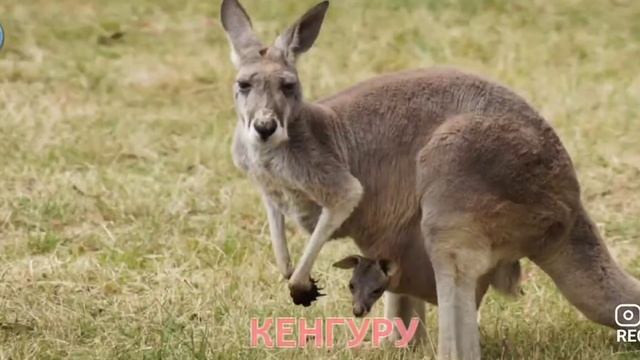 Карточки для малышей. Животные мира. смотреть онлайн