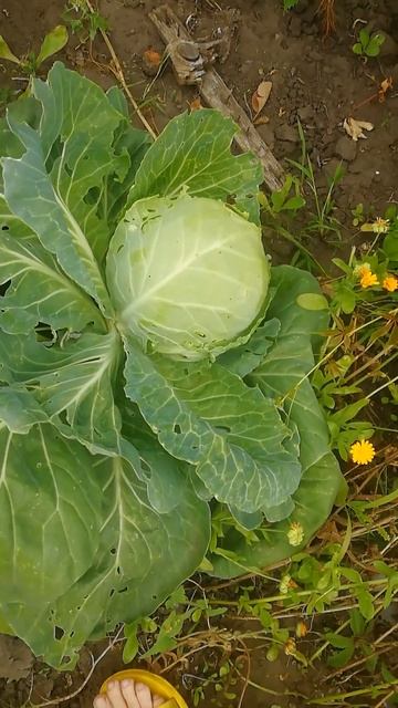 Капуста белокочанная. Новый Урожай #капуста #огород смотреть онлайн