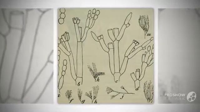 Penicillium claviforme - fungi kingdom смотреть онлайн