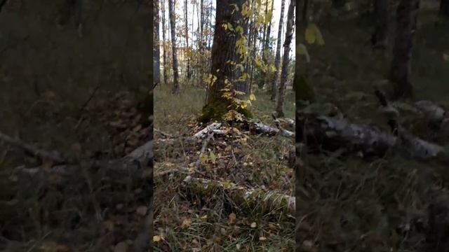 ...за грибами, опята ч.3 смотреть онлайн