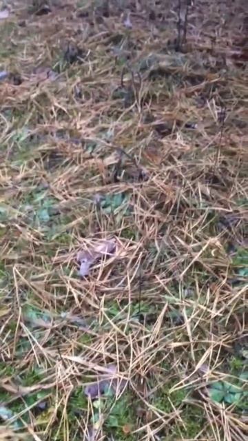 ❗Сыроежка буреющая❗ #nature #shortsvideo #video #природа #shortvideo #fun #funny #грибы #shorts смотреть онлайн