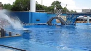 Sea World, Orlando.  Shamu.  Шоу касаток. Believe. 4