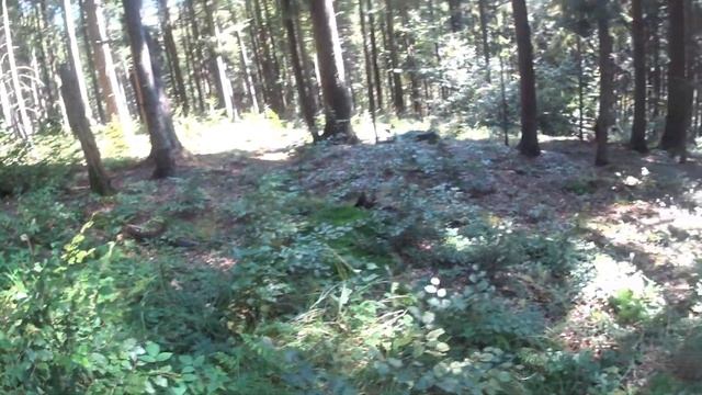 Открыл Грибной Сезон! Грибалка. Прогулка По Лесу. смотреть онлайн