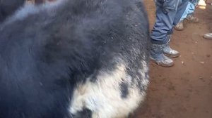 Мол бозори Худжанд моли майда калон хучанд