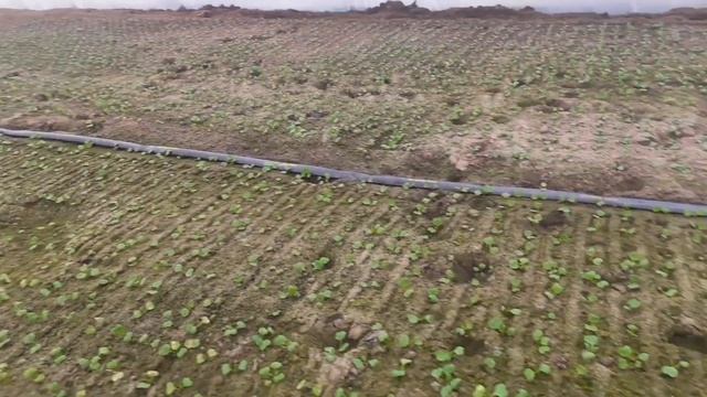 Технология выращивания редиски. Послесходовый этап.