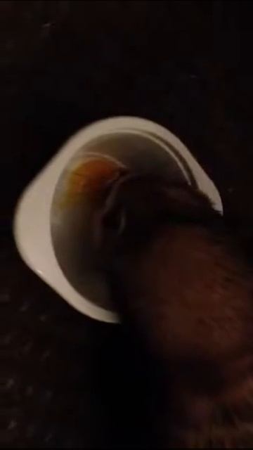 Ferret eating an egg yolk смотреть онлайн