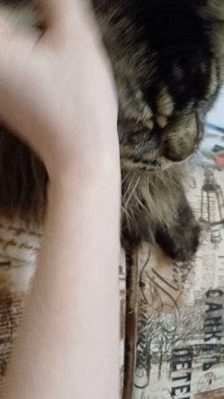 как моет за ушами... жди гостей #кот #сева #животные #котик #мейнкун