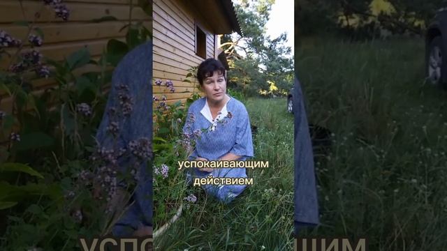 Каждой женщине стоит включить в свою аптечку эту траву! смотреть онлайн