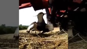 Мама птица защищает своих птенцов.