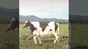 смешные видио про быков год быка