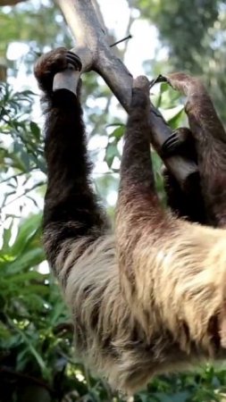 Sloths Live How Long? Strange Facts - Sloth Edition #shorts