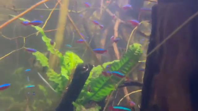 Fossa monkeys Madagascar lemur sloth tortoise electric eel tamarin tropical fish discus 14353 смотреть онлайн