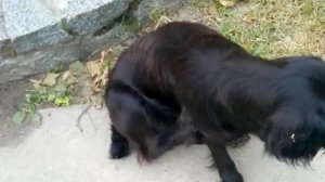 Собаки которых я встречала на улице