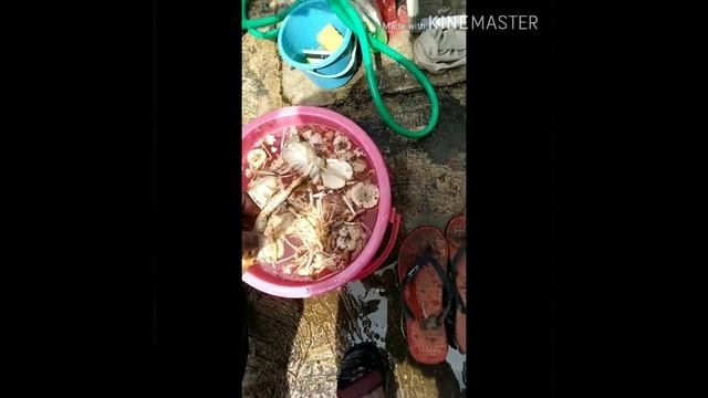 MENCARI JAMUR HUTAN.. Kenikmatan tiada tara смотреть онлайн