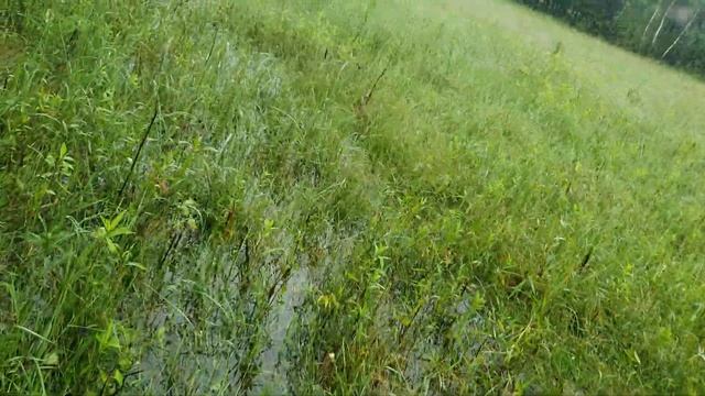 KOŹLARZ CZERWONY 24.06 ZALANA ŁĄKA смотреть онлайн