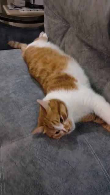 Длинная кошачья колбаска