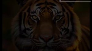 Тигр - царь зверей евразии. 🐅