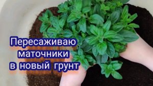 Пересаживаю маточники в новый грунт. Готовимся к черенкованию.