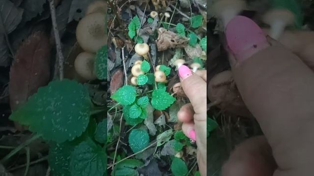 Осенние Опята- - это Песня смотреть онлайн