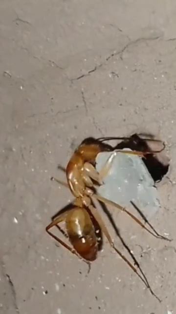 Ants struggle for food#shorts #utubeshorts #utube смотреть онлайн