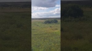 А.С.Пушкин. Мне вас не жаль, года весны моей