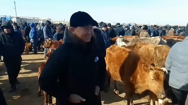 Шымбай /26 Февраль /2023/сауын базар /тана базар /баспак базар /бахалары /мал базар/