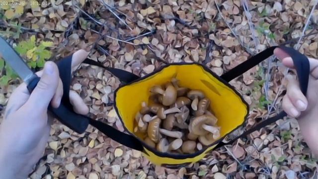 ОЧЕНЬ МНОГО ГРИБОВ!! ЖАЛЬ ОНИ УЖЕ ОТХОДЯТ.СОБИРАЕМ ГРИБЫ С ЖЕНОЙ НА БОЛОТЕ,ЗАКРЫЛИ СЕЗОН26.09.2023г смотреть онлайн