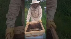 Борьба с воровством на пасеке Травы и Пчёлы, кфх ТехноВелес