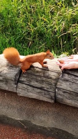 Белка: покажи вторую руку. Squirrel: show your other hand #shorts #shortsvideo #squirrel #белка #nu