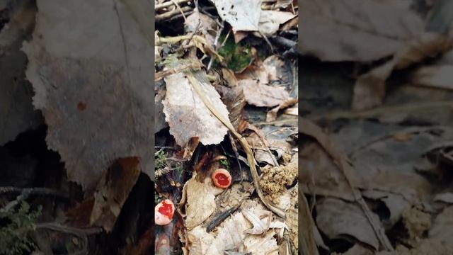 Грибний сезон 2024 року розпочався! Перші весняні гриби! смотреть онлайн