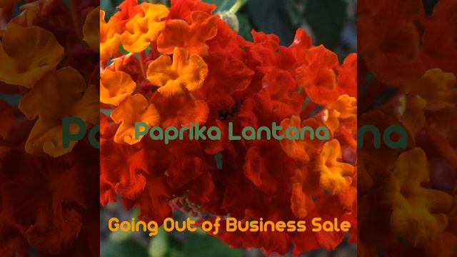 Going Out of Business Sale смотреть онлайн