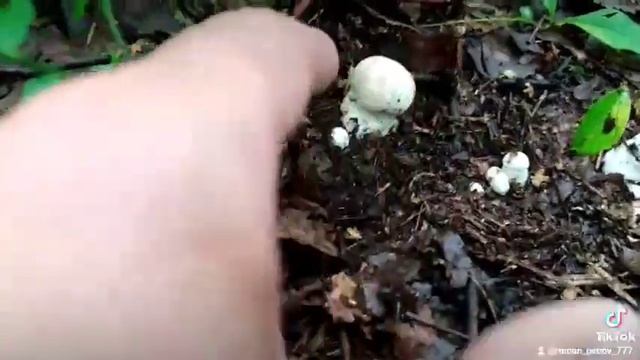 #грибы #белые #лето2021 смотреть онлайн