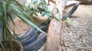 Green Anaconda Vs King Cobra