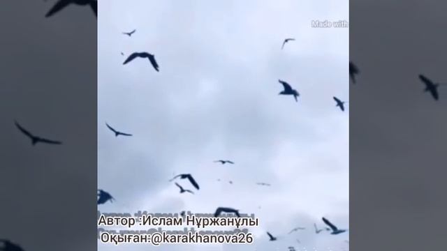 "Жүрегімді жүрегіңе  тындатшы" Авторы:Ислам НҰРЖАНҰЛЫ. Оқыған:Қараханова Рана. #поэзия смотреть онлайн